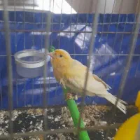 یک عدد ماده