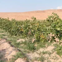 فروش زمین ۲۶۷۰ متری|فروش زمین و ملک کلنگی|آذرشهر, |دیوار
