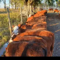 سیمینتال وارداتی بندر ترکمن با مجوز