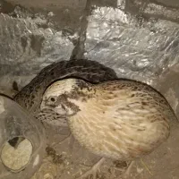 بلدرچین تخمگذار