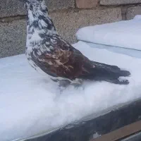 کبوتر|پرنده|هیر, |دیوار