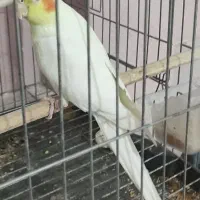 عروس هلندی نر