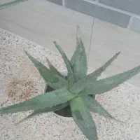 کاکتوس|گل و گیاه طبیعی|آباده, |دیوار