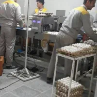 استخدام کارگر ساده خانم و آقا