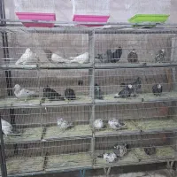 فروش انواع پرنده|پرنده|شهریار, شهریار|دیوار