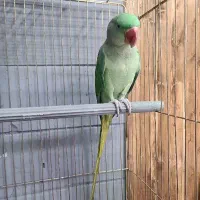 شاه طوطی نر