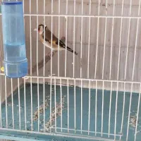 سیره دوسال رو مستی