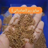 میلورم زنده ممتاز|خزنده|مشهد, وکیلآباد|دیوار
