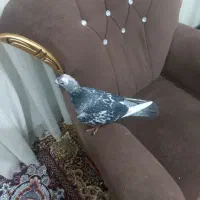 سلام یه عدد کفتر معافظ با همه چی|پرنده|دماوند, مسکن مهر گیلاوند|دیوار