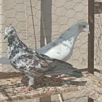 پنچ عدد کبوتر  گرفتنی قیمت پاین|پرنده|سمنان, |دیوار