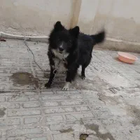 سگ پا کوتاه ماده