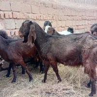 بز و کره میش|حیوانات مزرعه|چترود, |دیوار