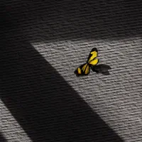 بازسازی از ابتدا تا انتها  بازسازی یک هنر است