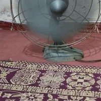 یک عدد پنکه زمینی هلندی مارک ایندولا