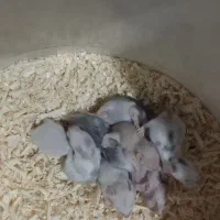 همستر های بازیگوش و سرحال|موش و خرگوش|رشت, یخسازی|دیوار