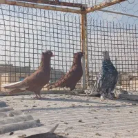 کفتر دم سفید نر|پرنده|شیراز, شیخ علی چوپان|دیوار