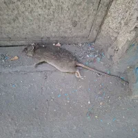 سمپاشی سوسک ساس سم پاشی مورچه طعمه گذاری موش|خدمات نظافت|ری, شهادت|دیوار