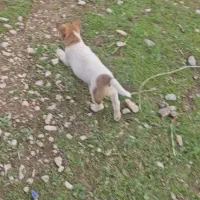 سگ نژاد دار اشپیتوز نر