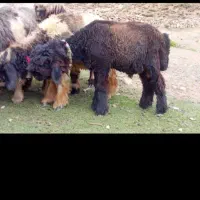 قیمت ۳۰ ملیون تومان