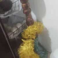 قلیون