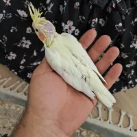 جوجه عروس دم دونخور شدن