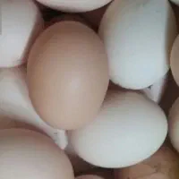 تخم مرغ محلی