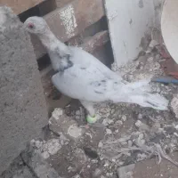 کفتر سار موشی جوانه