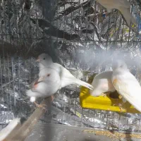 قناری مهدیشهر|پرنده|مهدی شهر, |دیوار