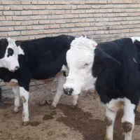 گوساله نر سمینتال