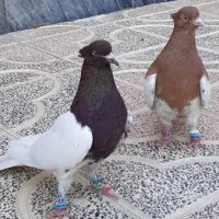 کبوتر کله ای گوره سرخ|پرنده|بروجرد, |دیوار