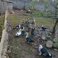 سلام عرض ادب تعداد۲۰قطعه اردک اسراییلی بالغ