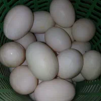 تخم مرغ و اردک  محلی ۲۰