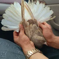 کورک دم سفید