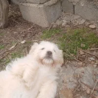 واگذاری غیر رایگان