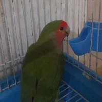 پرنده طوطی