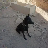 سگ مالیونز اصیل