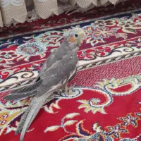 عروس هلندی نر خاکستری