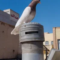 کلدار کل سرخ تزیینی دم چتری خوشگل کفتر پرشی