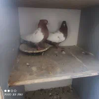 کبوتر|پرنده|مبارکه, |دیوار