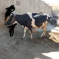 گاو|حیوانات مزرعه|شیروان (خراسان), |دیوار