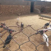 ۱۶عددبقلمونمحلی|حیوانات مزرعه|ششده و قره بلاغ, |دیوار