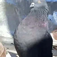 کبوتررفتی دمیری نر پوشدارنر