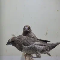 فنچ بنگالی سیلور