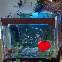فروش آکواریوم بدون ماهی
