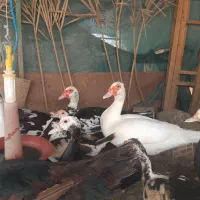 جوجه اردک اسرائیلی|حیوانات مزرعه|بندرعباس, |دیوار