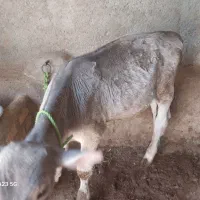 گوساله نر