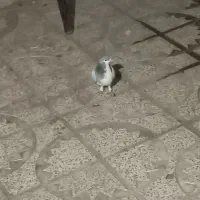 کبوتر|پرنده|محمدیه-قزوین, |دیوار