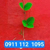 ۰۹۱۱۱۱۲۱۰۹۵