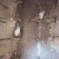 پرنده گمشده رفسنجان