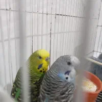 یک جفت مرغ عشق انگلیسی